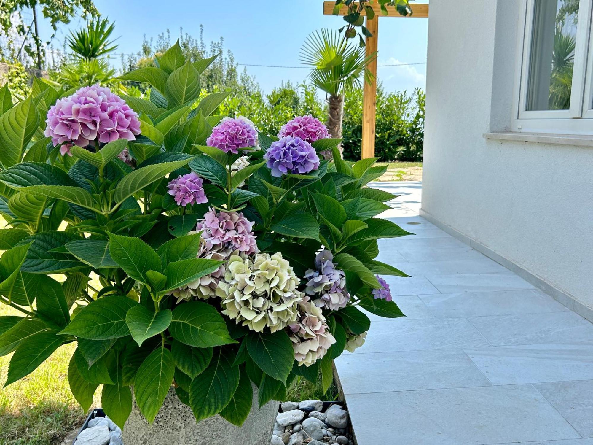 Villa Palma ロヴラン エクステリア 写真